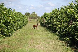 2 Deer in Citrus Grove