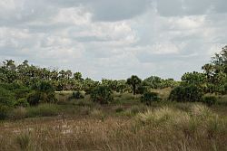 Florida Native Land