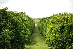 Mature Citrus Grove