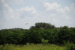 Mature Citrus Grove
