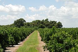 Citrus Grove & Hammock