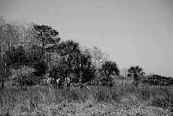 Florida Native Land