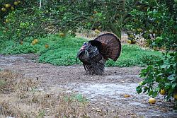 Tom Turkey in Citrus Grove