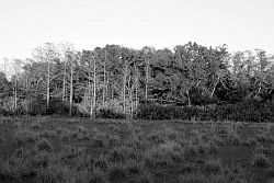 Sneed Area Woods