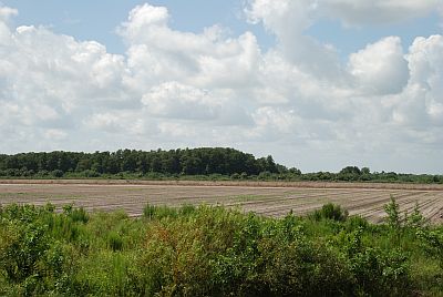 Tomatoe Farm Land