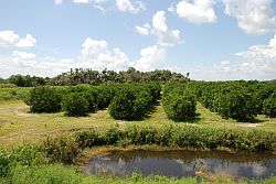 Citrus Grove