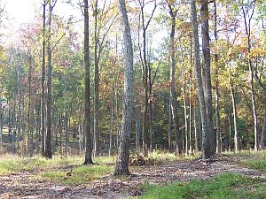 Mixed Hardwood Timber
