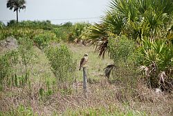 Osprey Hawk
