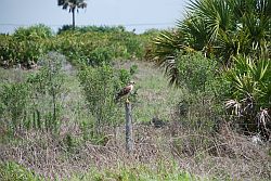 Osprey Hawk